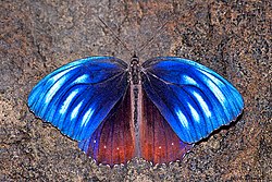 Open wing Basking posture of Elymnias patna (Westwood, 1851) - Blue-striped Palmfly (Male) WLB IMG 0407.jpg