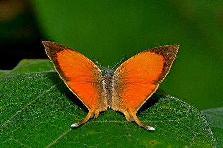 Dorsal view