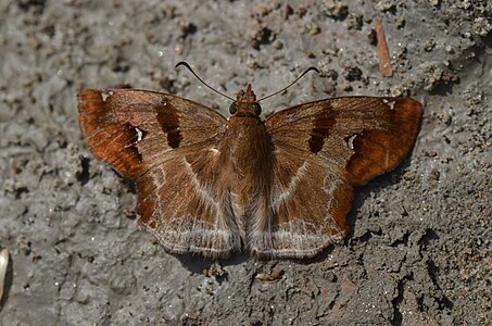 Dorsal view