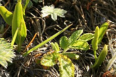 Ophioglossum-vulgatum1.jpg