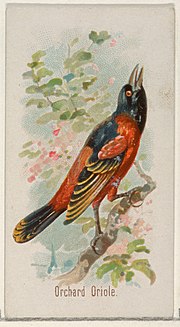 Thumbnail for File:Orchard Oriole, from the Song Birds of the World series (N23) for Allen &amp; Ginter Cigarettes MET DP835283.jpg
