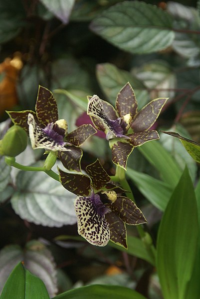 File:Orchid, Hawaii Tropical Botanical Garden (31828875011).jpg