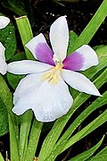 Miltoniopsis roezlii