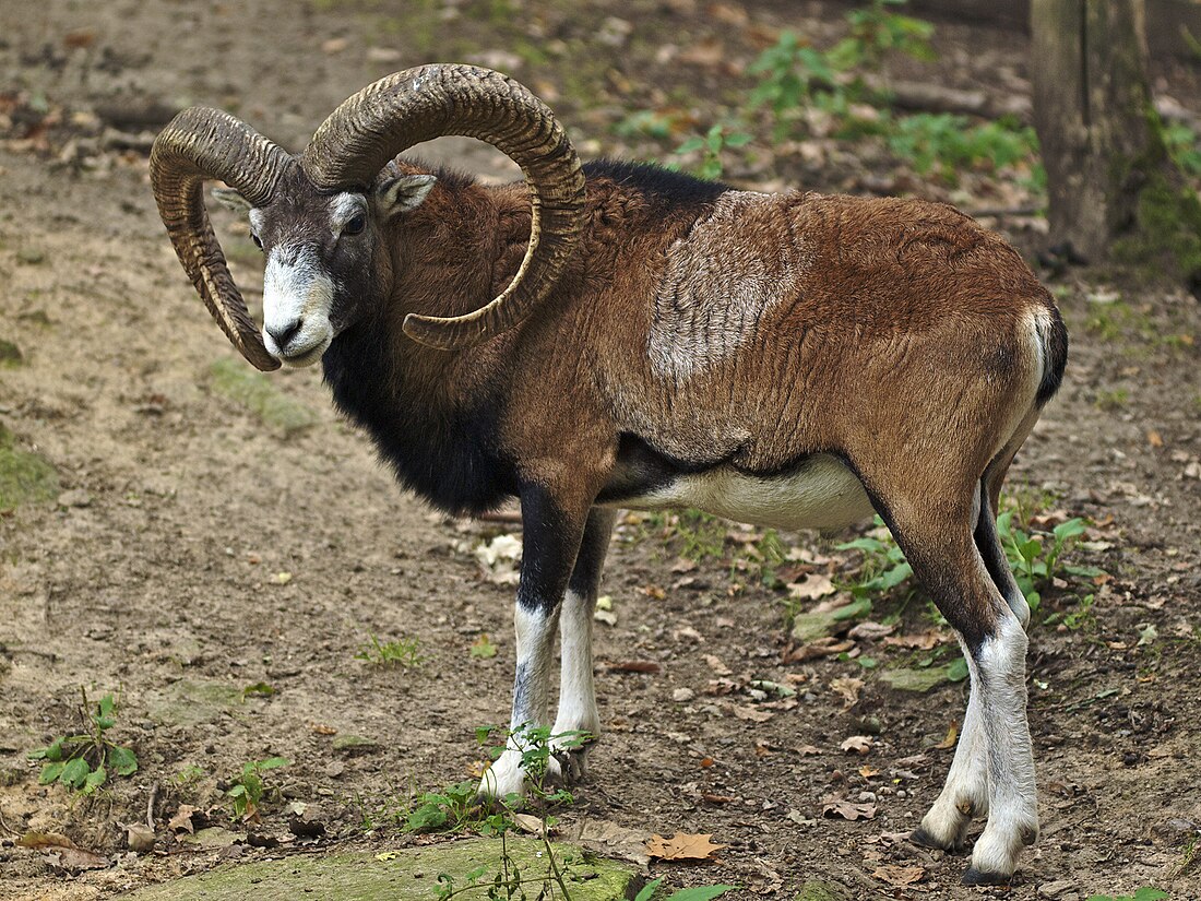 Ovis orientalis musimon