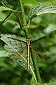 Owlfly (Ascalaphidae) from Assam IMG 4031.jpg