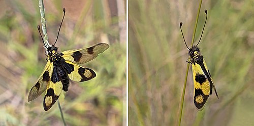 Composite of female owlfly (Libelloides macaronius)