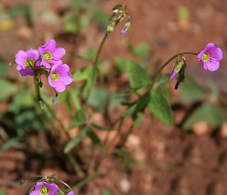 <i>Oxalis dehradunensis</i> Species of flowering plant