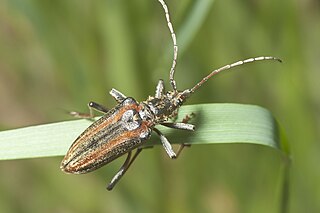 <i>Oxymirus cursor</i> Species of beetle