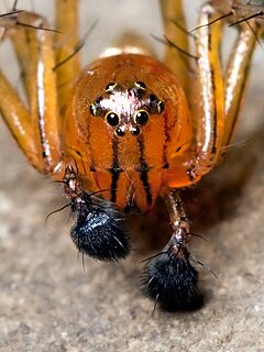 Pedipalp Appendage of chelicerate