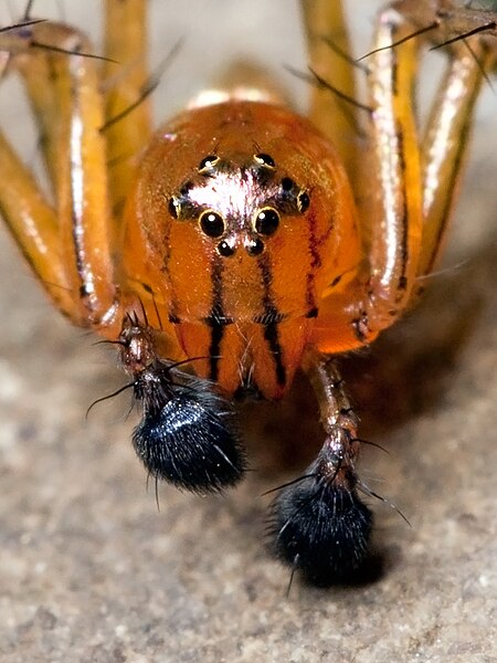 Male striped lynx spider showing enlarged pedipalps