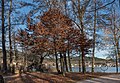 English: Carpinus betulus at the park Deutsch: Weißbuche im Park