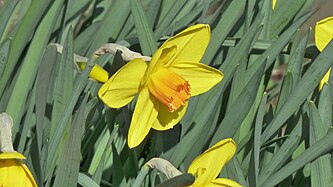 Narcissus pseudonarcissus