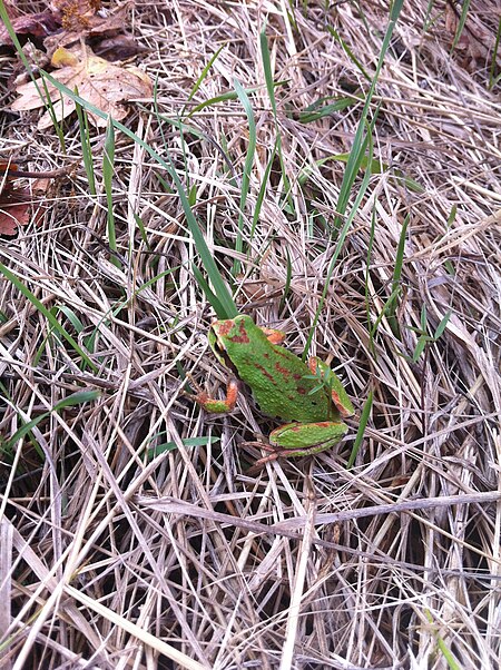 Pacific tree frog blend morph.JPG