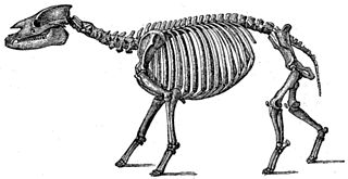 <span class="mw-page-title-main">Palaeotheriidae</span> Extinct family of mammals