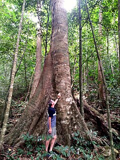 <i>Palaquium galactoxylum</i> Species of tree in the family Sapotaceae