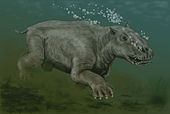 Restoration of the Miocene aquatic mammal Paleoparadoxia Paleoparadoxia BW.jpg