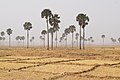 Deleb palm windbreak, Zankan.