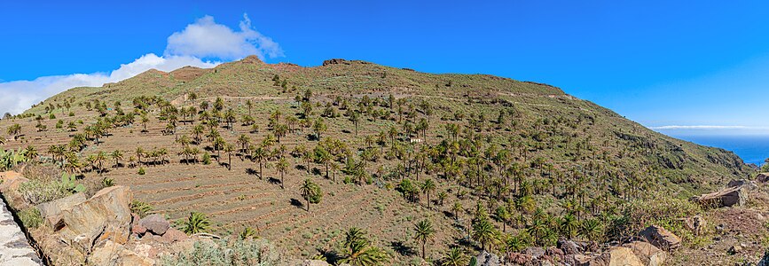 Palm grove near Las Toscas La Gomera