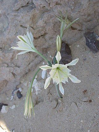 <i>Pancratium sickenbergeri</i> Species of plant in the family Amaryllidaceae