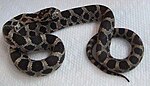 Pantherophis gloydi.jpg 