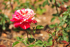 Papagena rose ooty trädgårdar.jpg