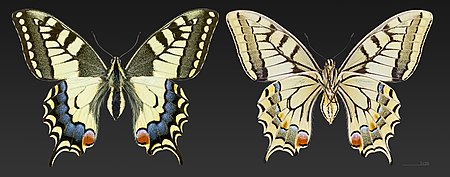 Tập_tin:Papilio_machaon_MHNT_CUT_2013_3_11_Cahors_Female.jpg