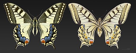 Papilio machaon MHNT