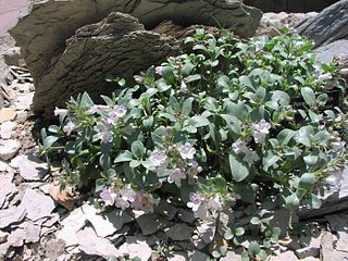<i>Penstemon debilis</i> Species of flowering plant
