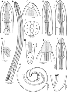Parasite180070-fig1 Rasheedia heptacanthi (Nematoda, Physalopteridae) .png