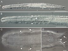 Paraturbanella xaymacana (10.3897-zookeys.734.23023) Figure 2.jpg