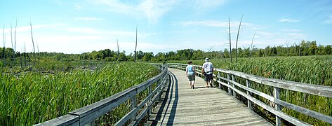 Деревянный мостик через болото, по нему идут два человека.