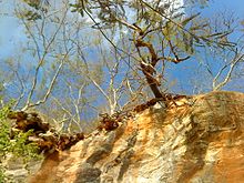 Tree growing on a cliff in the park Paredao no sumidouro.JPG