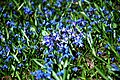 "Park_Klepacza,_Scilla_siberica,_April_2018_11.jpg" by User:Zorro2212