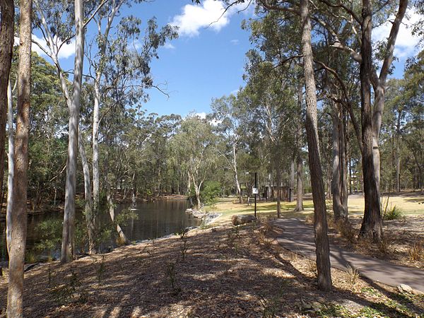 An area of bushland in Chandler, consisting of eucalyptus trees and a small lake, close to the Sleeman Centre.