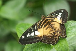 Ing Clipper, Parthenos sylvia (Papilionoidea: Nymphalidae: Limenitidinae)
