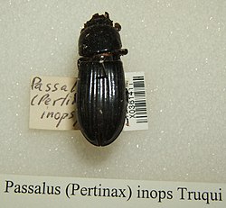 Passalus inops sjh.jpg