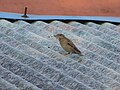 Bird collecting nest making material from the roof top fibre sheet's fibre