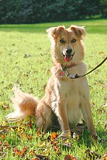 Lakaran kecil untuk Anjing gembala Basque