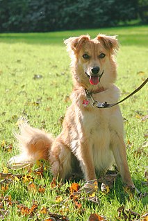 Basque Shepherd Dog