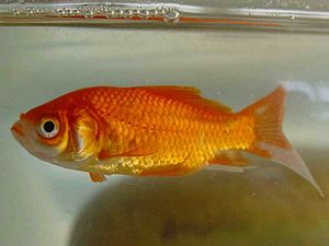 Goldfish (Carassius auratus) are an example of a well known freshwater stenohaline fish. Peixe010eue.jpg