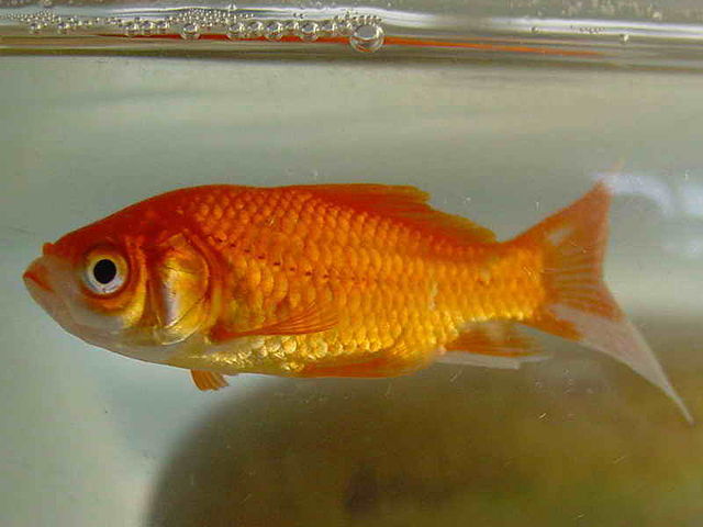 poisson rouge - Wiktionary, the free dictionary