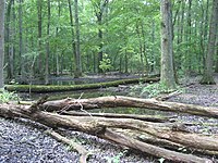 Wet oak flatwoods in the Pennyroyal Plain, Tennessee