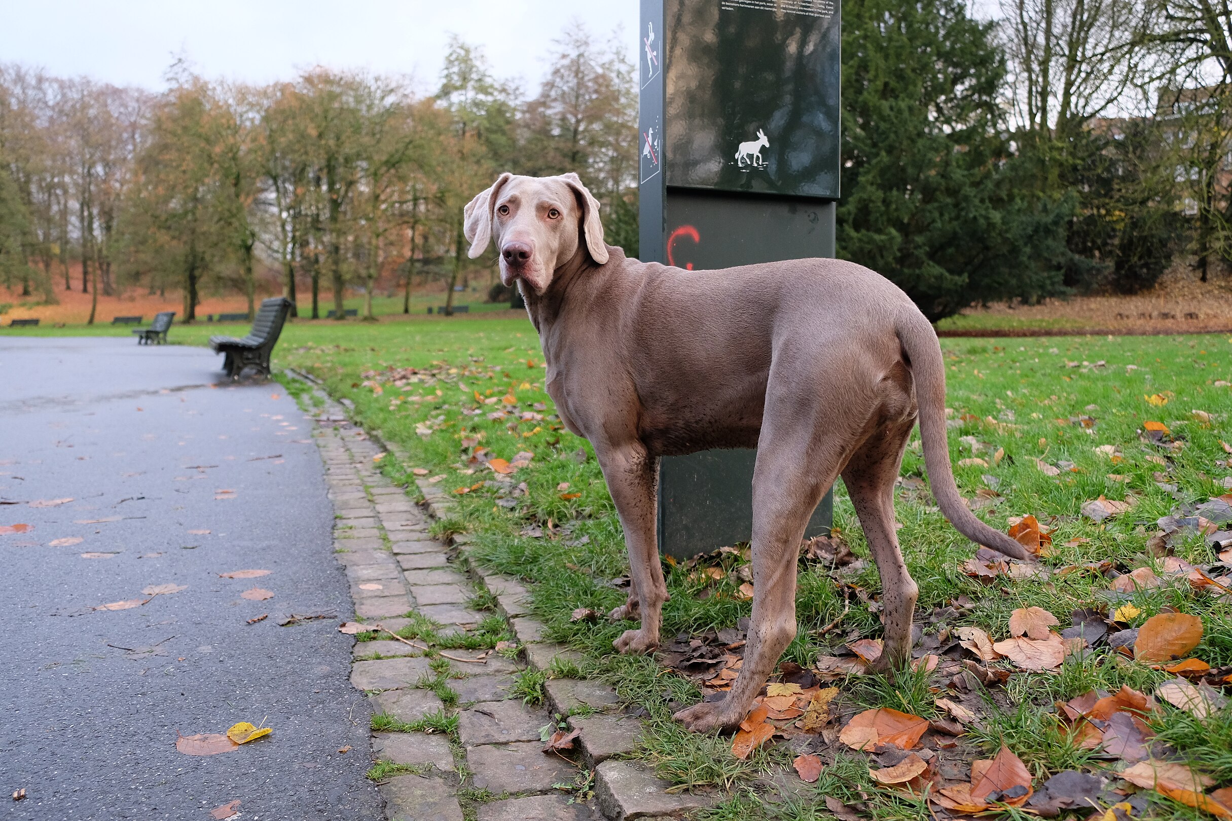 en:Weimaraner