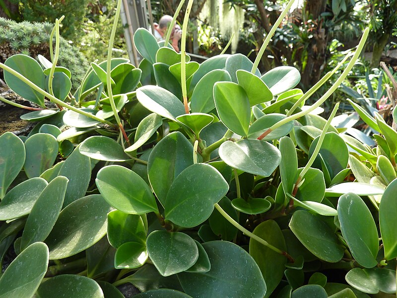 File:Peperomia magnoliifolia 2011-01-17 Berlin.jpg