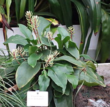 Peperomia pernambucensis - Botanischer Garten, Дрезден, Германия - DSC08793.JPG