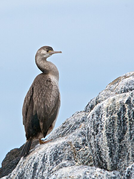 File:Phalacrocorax punctatus in non-breeding plumage.jpg