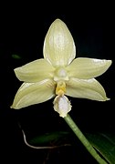 Phalaenopsis floresensis