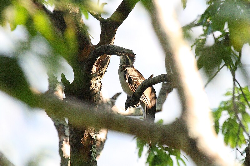 File:Pheasant Cuckoo 2396619159.jpg