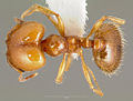 Pheidole yaqui casent0005775 dorsal 1. jpg