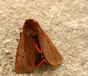 Cinnamon Bear (Phragmatobia fuliginosa)